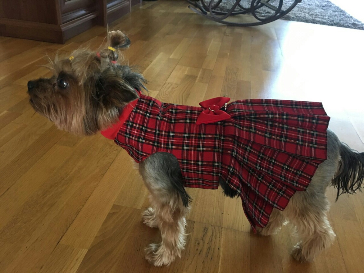 Skotijas kleita- krūšu siksniņa  sunitīm, S